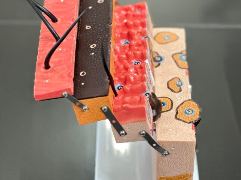 piel foliculo, material didactico para enseñanza, j3c3193133