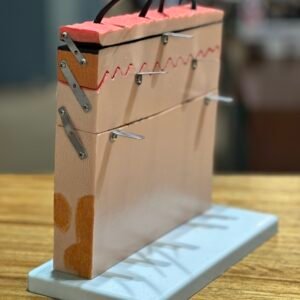 piel foliculo, material didactico para enseñanza, j3c3193133 piel foliculo, material didactico para enseñanza, j3c3193133