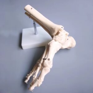 pie, material didactico para enseñanza, j3c119113