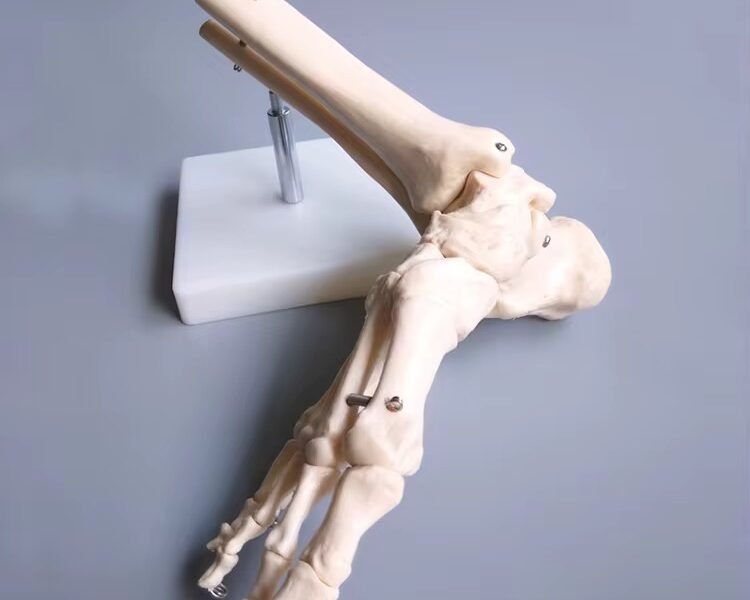 pie, material didactico para enseñanza, j3c119113