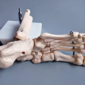 pie, material didactico para enseñanza, j3c119113