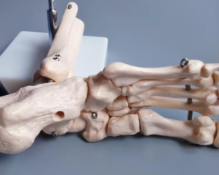 pie, material didactico para enseñanza, j3c119113