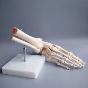 pie, material didactico para enseñanza, j3c119113