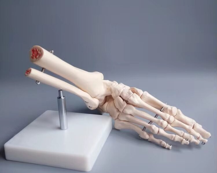 pie, material didactico para enseñanza, j3c119113