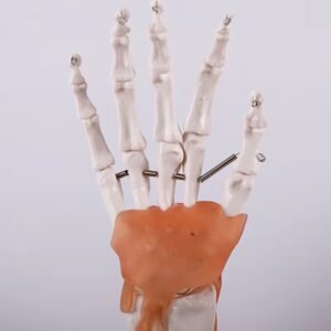 mano ligamento, para enseñanza, j3c119114