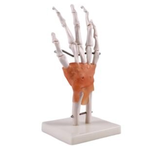 mano ligamento, para enseñanza, j3c119114