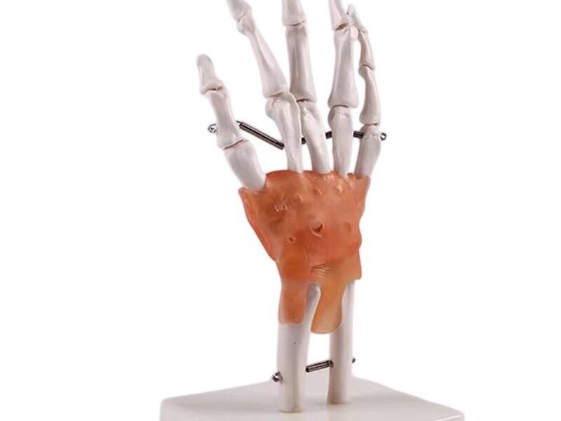 mano ligamento, para enseñanza, j3c119114