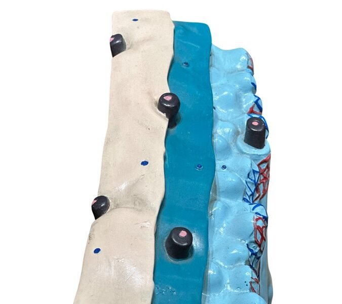 piel, material para enseñanza, j3c319313