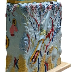 piel, material para enseñanza, j3c319313 piel, material para enseñanza, j3c319313