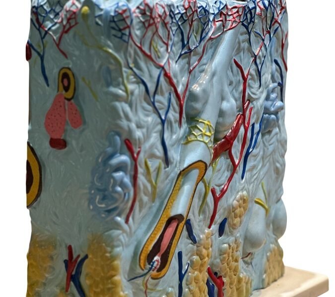 piel, material para enseñanza, j3c319313