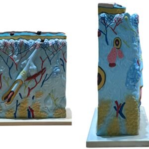 piel, material para enseñanza, j3c319313 piel, material para enseñanza, j3c319313