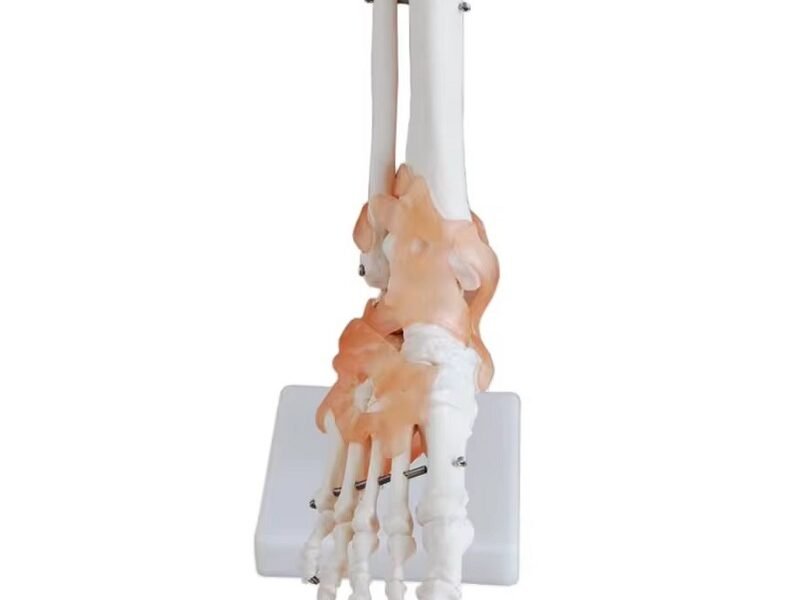 pie ligamento para enseñanza, j3c119113a