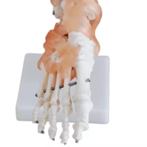 pie ligamento para enseñanza, j3c119113a