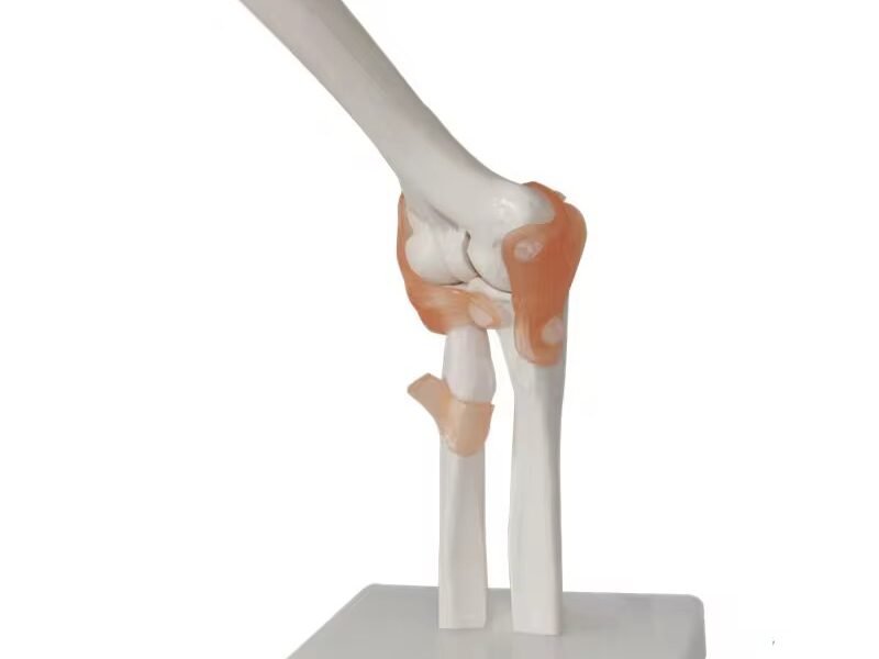 antebrazo para enseñanza, j3c119112