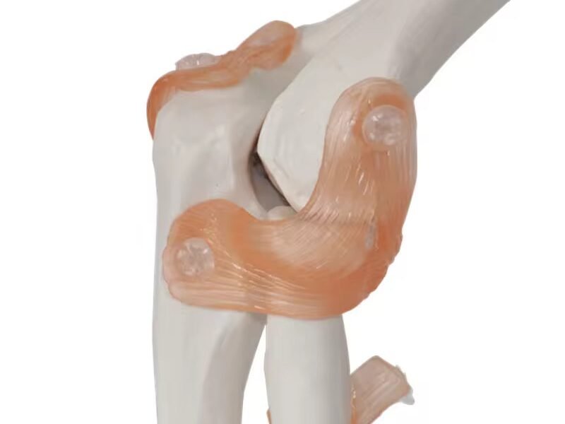 antebrazo para enseñanza, j3c119112