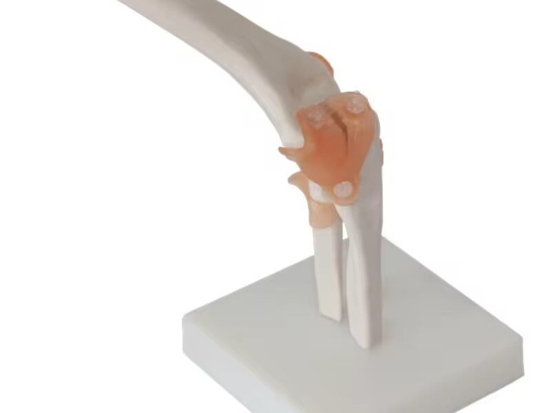 antebrazo para enseñanza, j3c119112