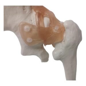 cadera ligamento material para enseñanza j3c119110