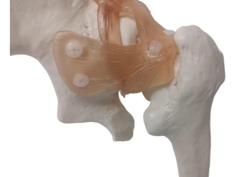 cadera ligamento material para enseñanza j3c119110