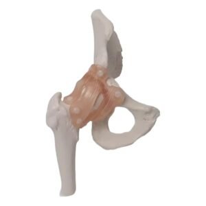 cadera ligamento material para enseñanza j3c119110