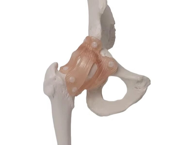 cadera ligamento material para enseñanza j3c119110