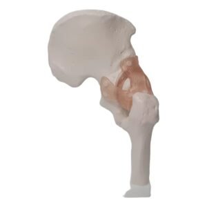 cadera ligamento material para enseñanza j3c119110