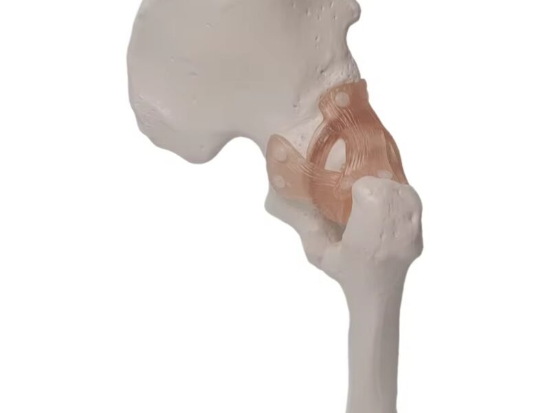 cadera ligamento material para enseñanza j3c119110