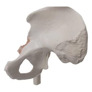 cadera ligamento material para enseñanza j3c119110