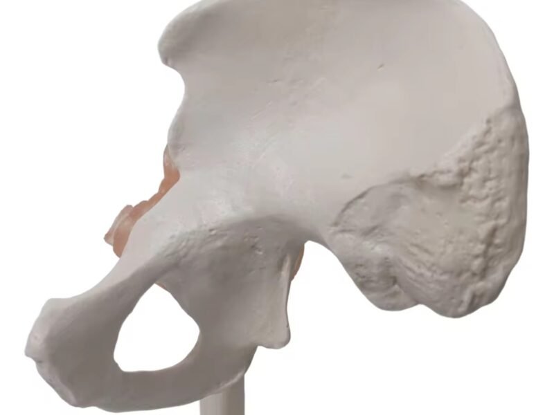 cadera ligamento material para enseñanza j3c119110