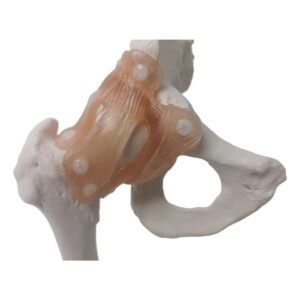 cadera ligamento material para enseñanza j3c119110