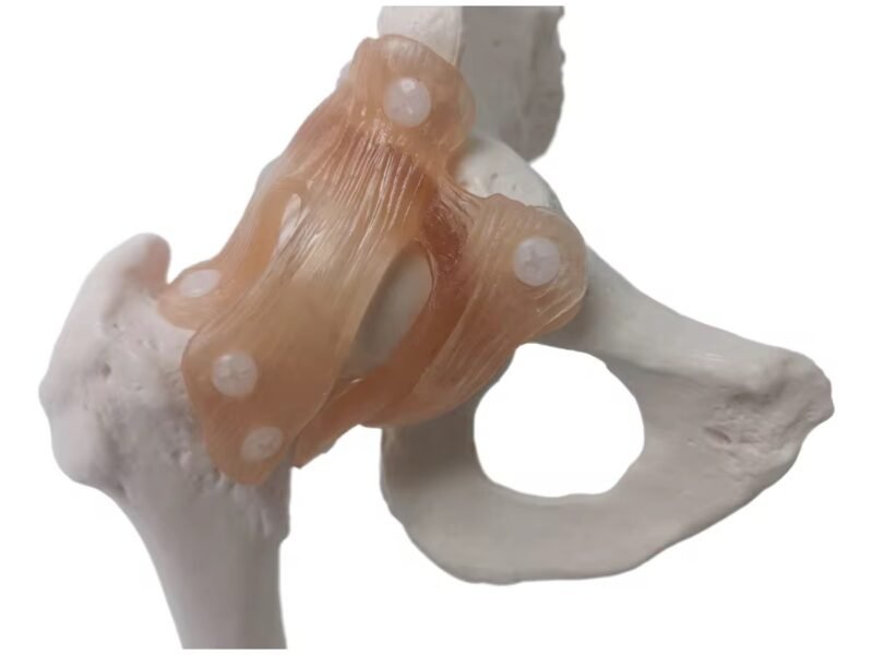 cadera ligamento material para enseñanza j3c119110
