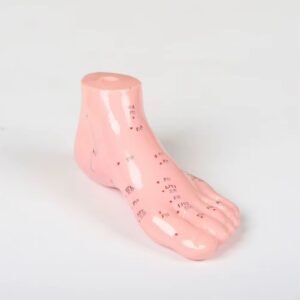 pie acumpuntura para enseñanza, j3c519510