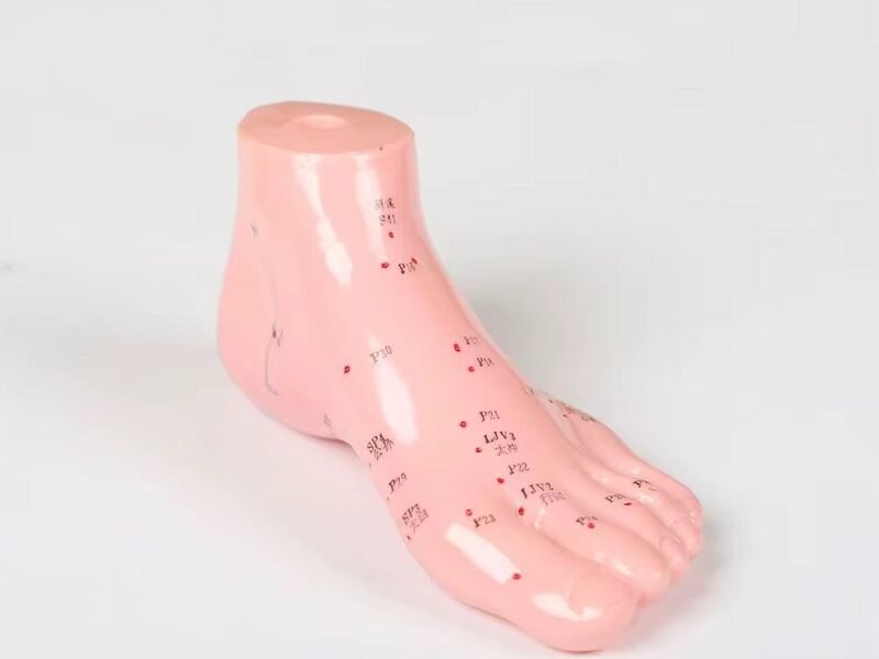 pie acumpuntura para enseñanza, j3c519510