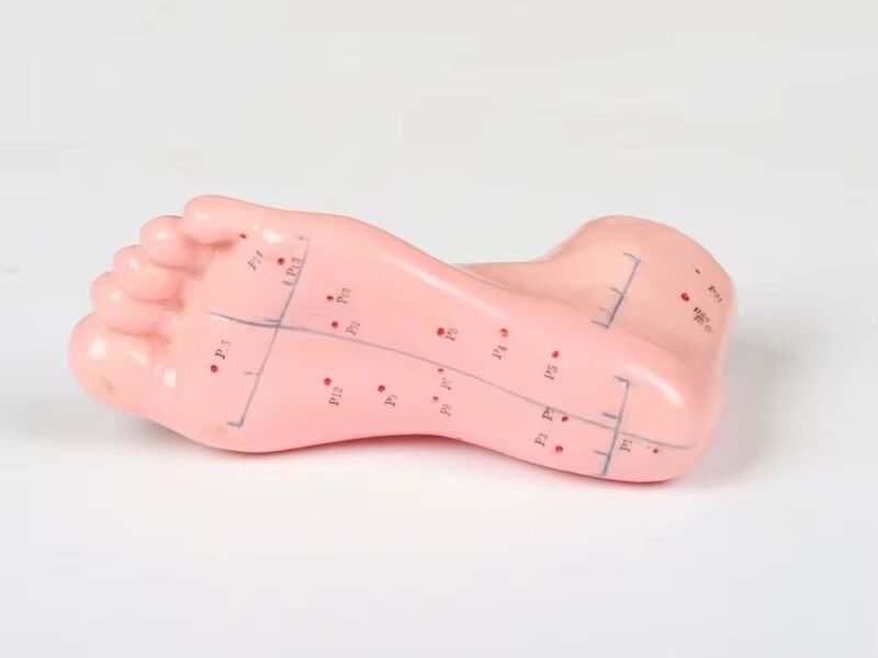 pie acumpuntura para enseñanza, j3c519510