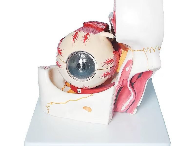 ojo humano con Órbita, modelo j3c319316b