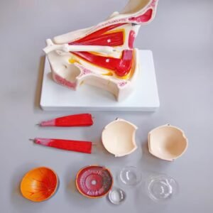 ojo humano con Órbita, modelo j3c319316b