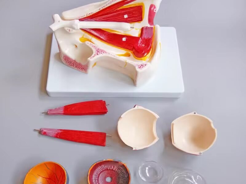 ojo humano con Órbita, modelo j3c319316b