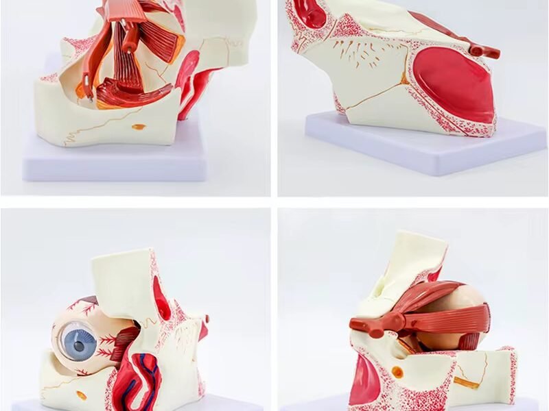 ojo humano con Órbita, modelo j3c319316b