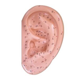 oído acupuntura 40cm , para enseñanza codj3c519520