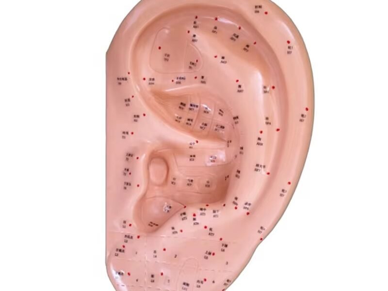 oído acupuntura 40cm , para enseñanza codj3c519520