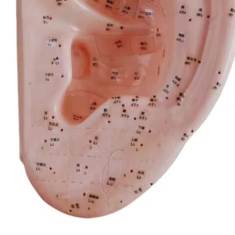 oído acupuntura 40cm , para enseñanza codj3c519520