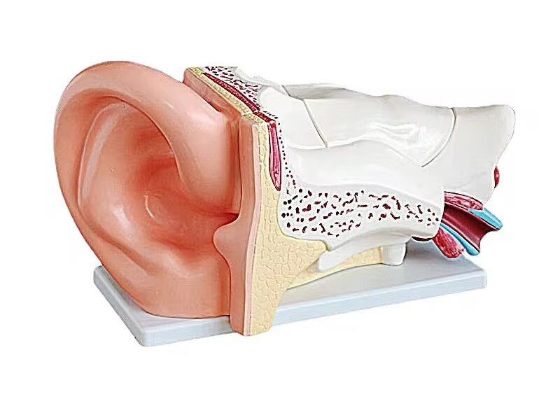 Oído Humano Completo, Material Didáctico, CodJ3c319304 oído humano completo, material didáctico, j3c319304