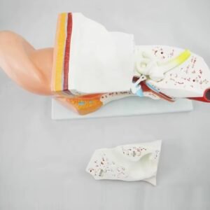 oído humano completo, material didáctico, j3c319304 oído humano completo, material didáctico, j3c319304