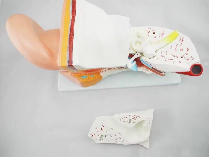 oído humano completo, material didáctico, j3c319304