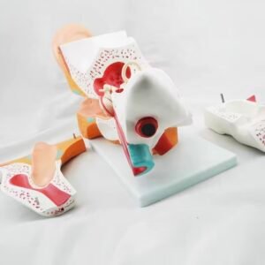 oído humano completo, material didáctico, j3c319304 oído humano completo, material didáctico, j3c319304