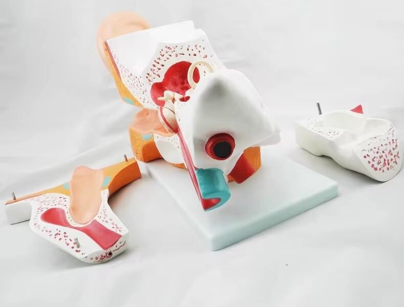 oído humano completo, material didáctico, j3c319304