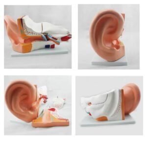oído humano completo, material didáctico, j3c319304 oído humano completo, material didáctico, j3c319304