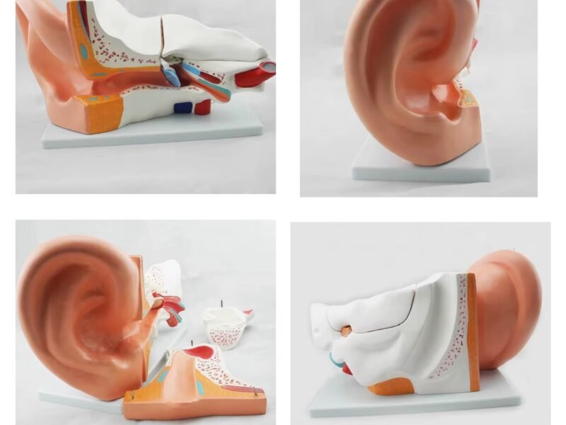 oído humano completo, material didáctico, j3c319304
