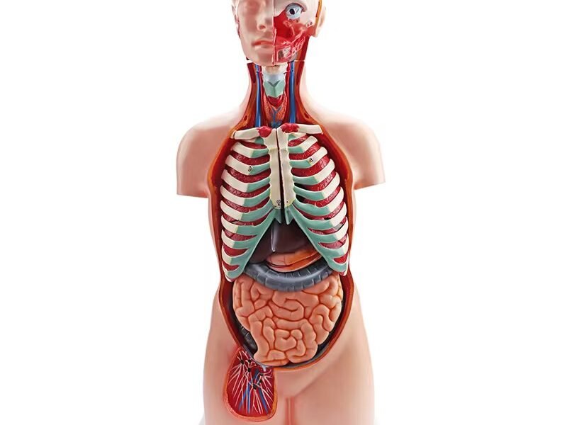 anatómico sexuado 23 piezas, material didáctico codysb034