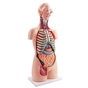 anatómico sexuado 23 piezas, material didáctico codysb034