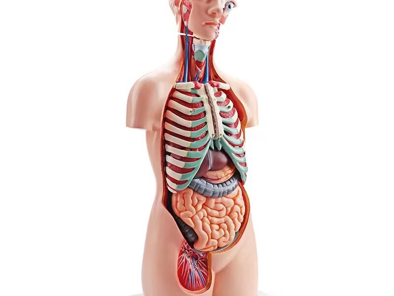 anatómico sexuado 23 piezas, material didáctico codysb034